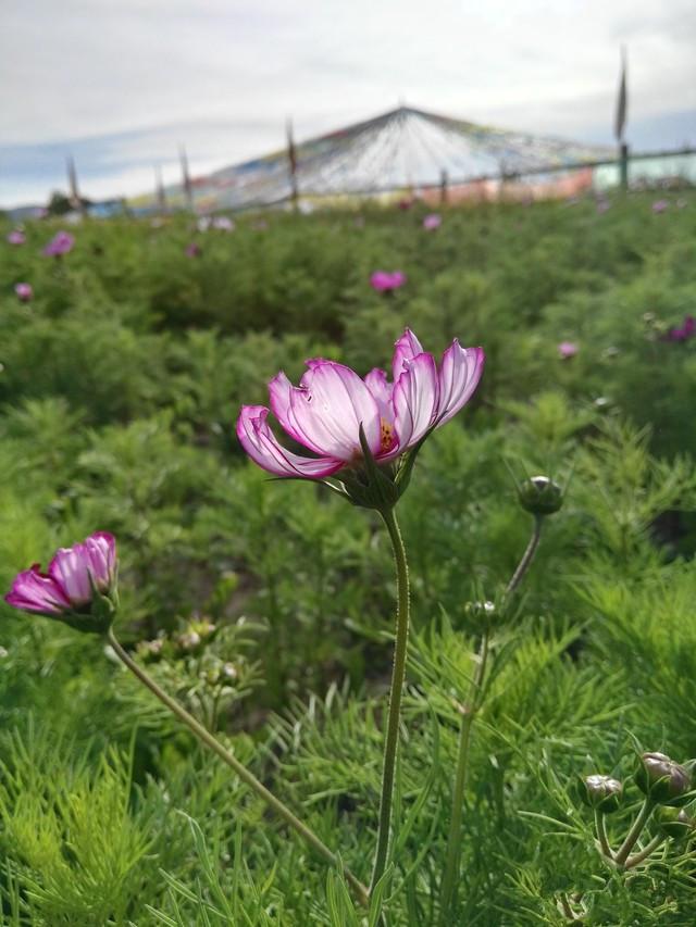 华为麦芒4怎么样？ 中端手机市场的狙击手