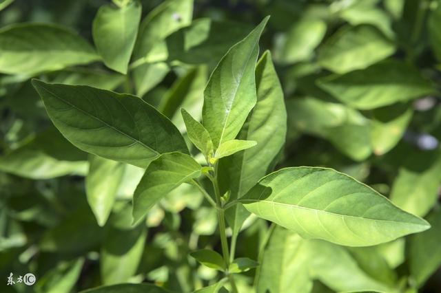 仙鹤草的功效与作用 仙鹤草抗癌第一药