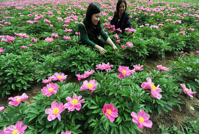 白芍的功效与作用及禁忌，大家都知道吗？