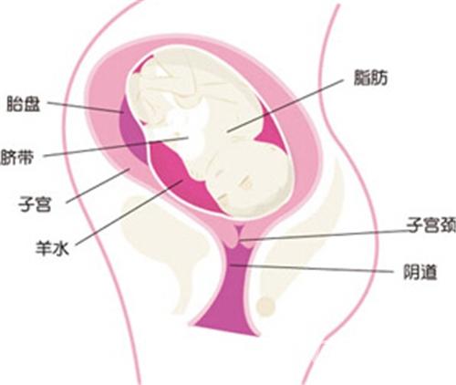 孕35周胎儿听力发育成熟 35周胎儿发育情况和注意