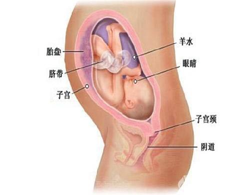 孕37周胎儿发育情况 怀孕37周 胎头入盆是什么感觉？