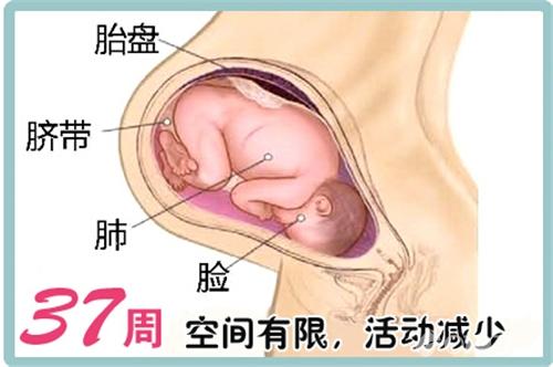 孕37周胎儿发育情况 怀孕37周 胎头入盆是什么感觉？