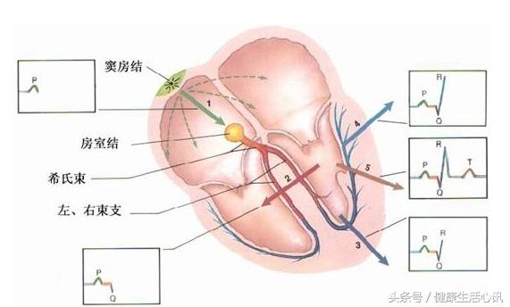 心率失常怎么办，通过心率来预测寿命长短，每分心跳70次最好？