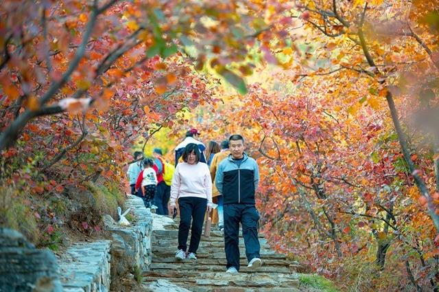 京郊红叶最美之地——坡峰岭，赏红叶、拍大片儿、逛特色山货大集、品地道农家菜……