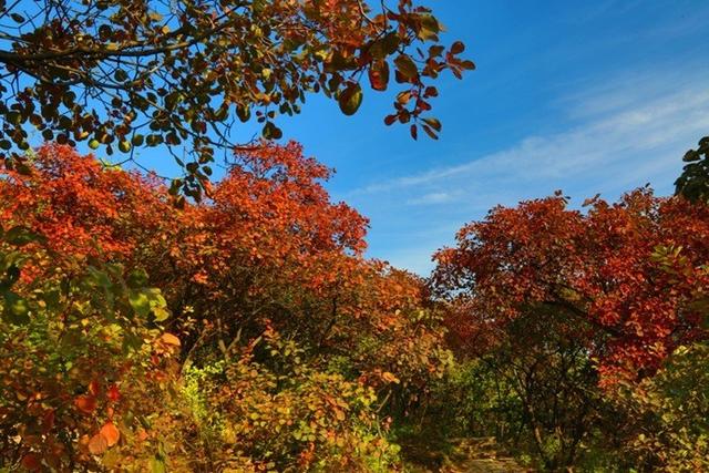 京郊红叶最美之地——坡峰岭，赏红叶、拍大片儿、逛特色山货大集、品地道农家菜……