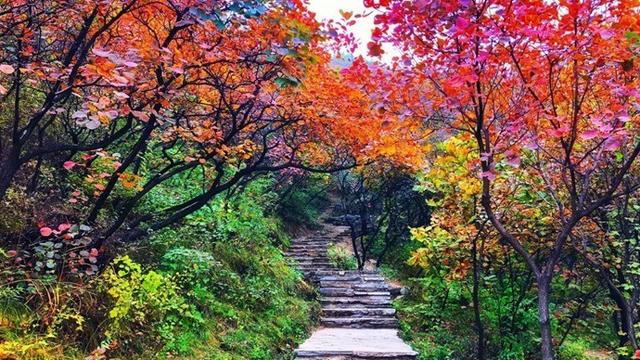 京郊红叶最美之地——坡峰岭，赏红叶、拍大片儿、逛特色山货大集、品地道农家菜……