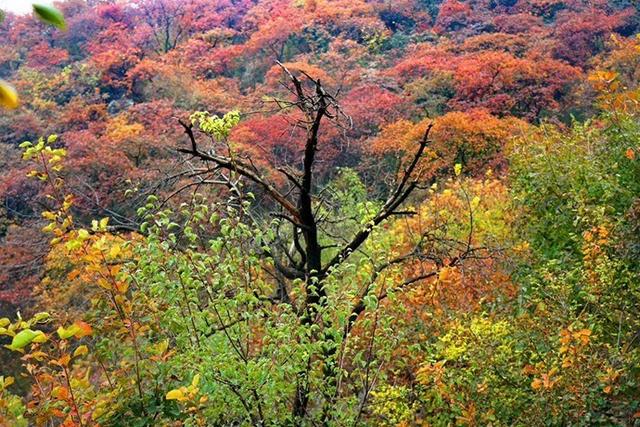 京郊红叶最美之地——坡峰岭，赏红叶、拍大片儿、逛特色山货大集、品地道农家菜……