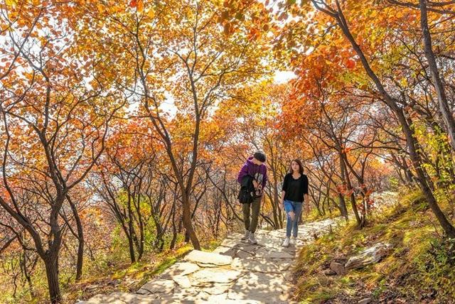 京郊红叶最美之地——坡峰岭，赏红叶、拍大片儿、逛特色山货大集、品地道农家菜……