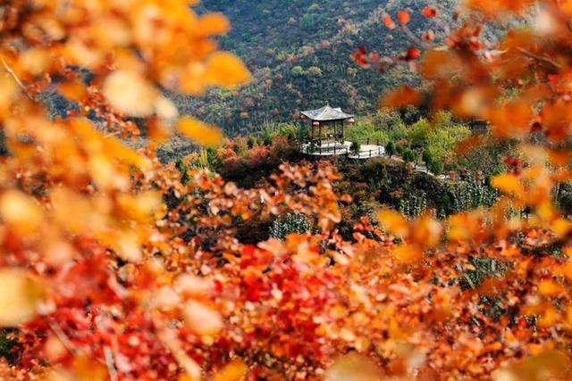 京郊红叶最美之地——坡峰岭，赏红叶、拍大片儿、逛特色山货大集、品地道农家菜……