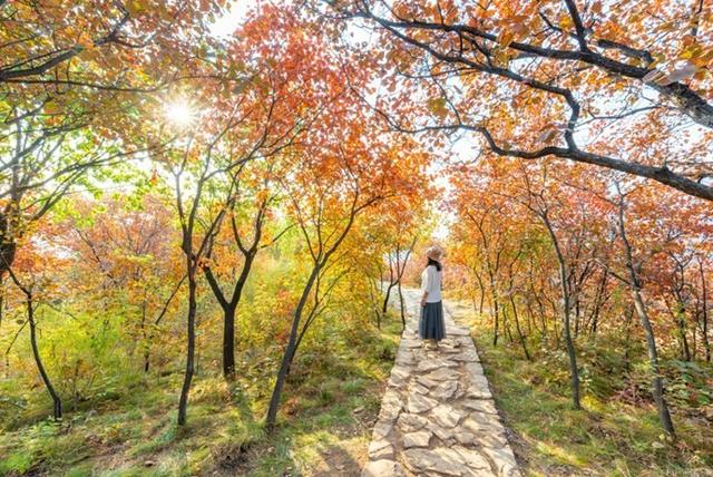 京郊红叶最美之地——坡峰岭，赏红叶、拍大片儿、逛特色山货大集、品地道农家菜……