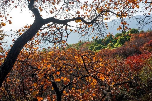 京郊红叶最美之地——坡峰岭，赏红叶、拍大片儿、逛特色山货大集、品地道农家菜……