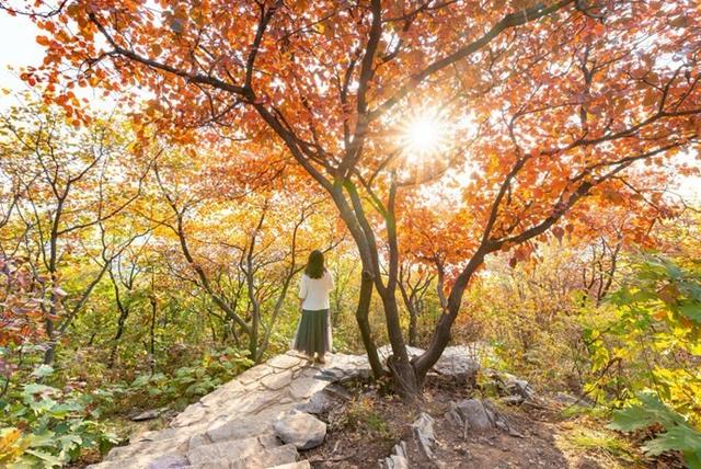 京郊红叶最美之地——坡峰岭，赏红叶、拍大片儿、逛特色山货大集、品地道农家菜……