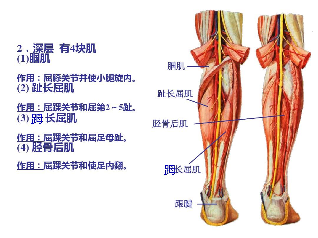 局部解剖学下肢ppt课件