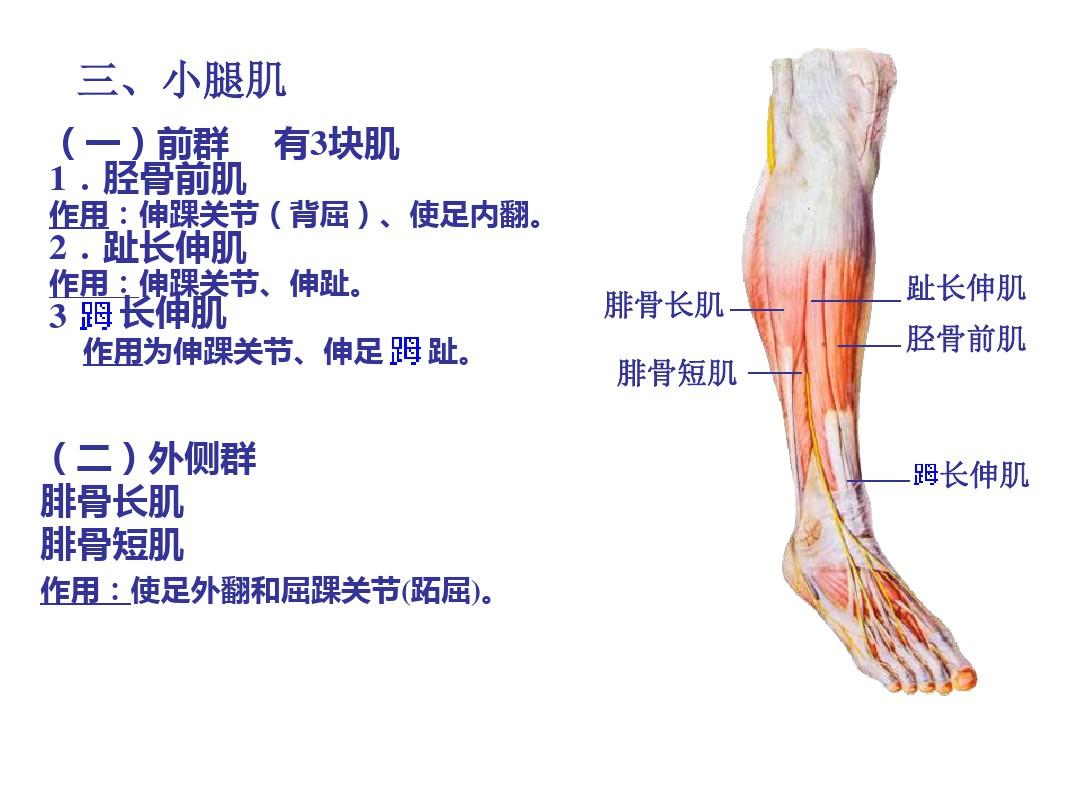 局部解剖学下肢ppt课件