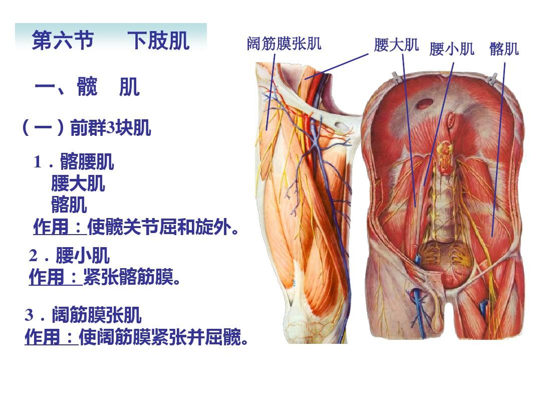 局部解剖学下肢ppt课件