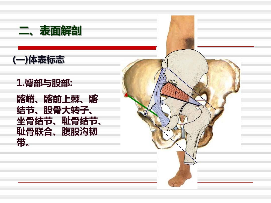 局部解剖学下肢ppt课件