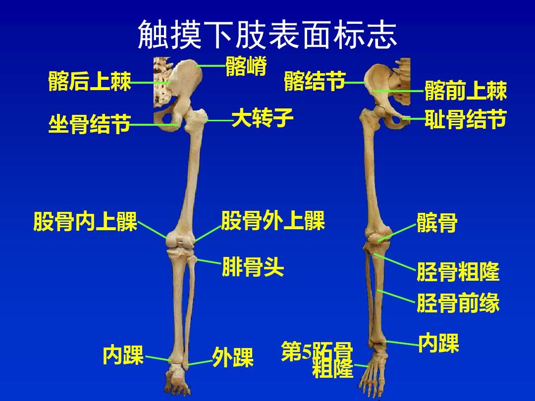 局部解剖学下肢ppt课件