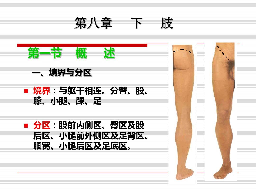 局部解剖学下肢ppt课件