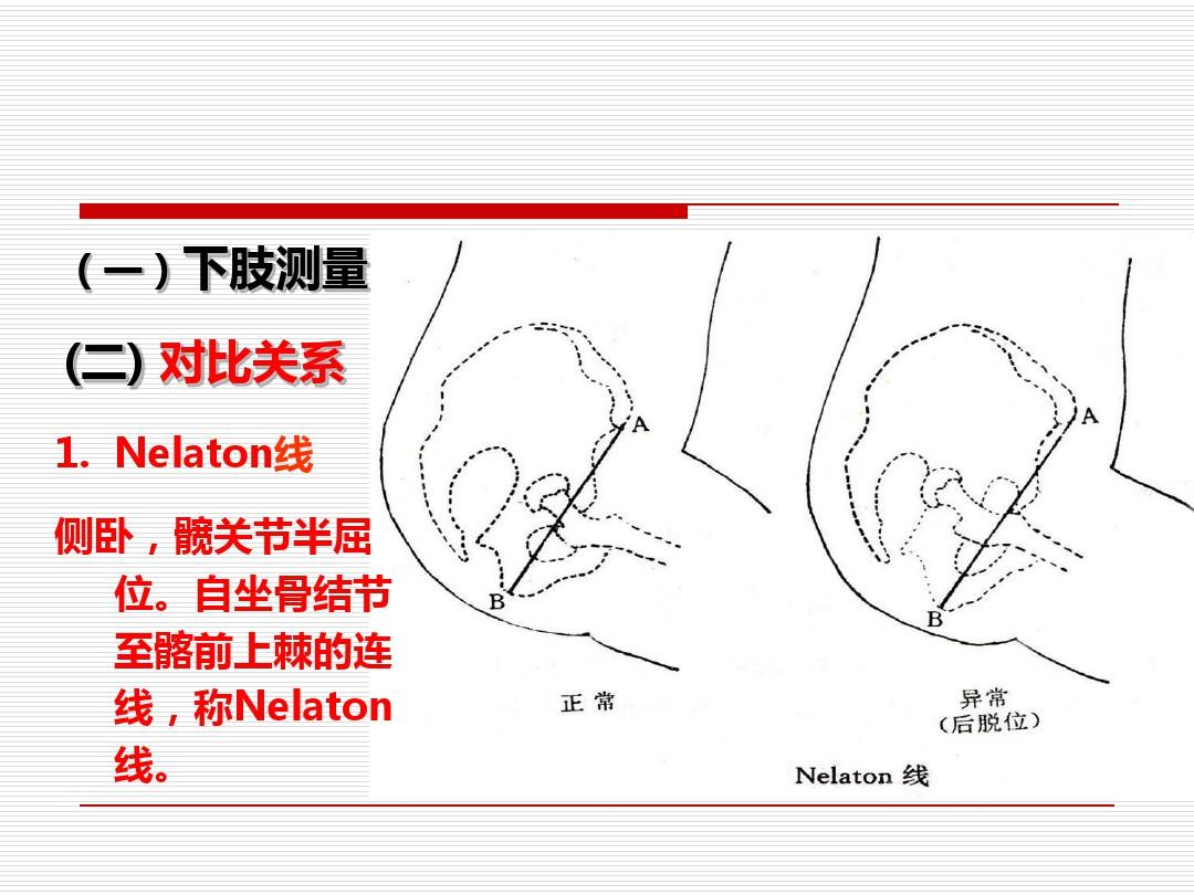 局部解剖学下肢ppt课件