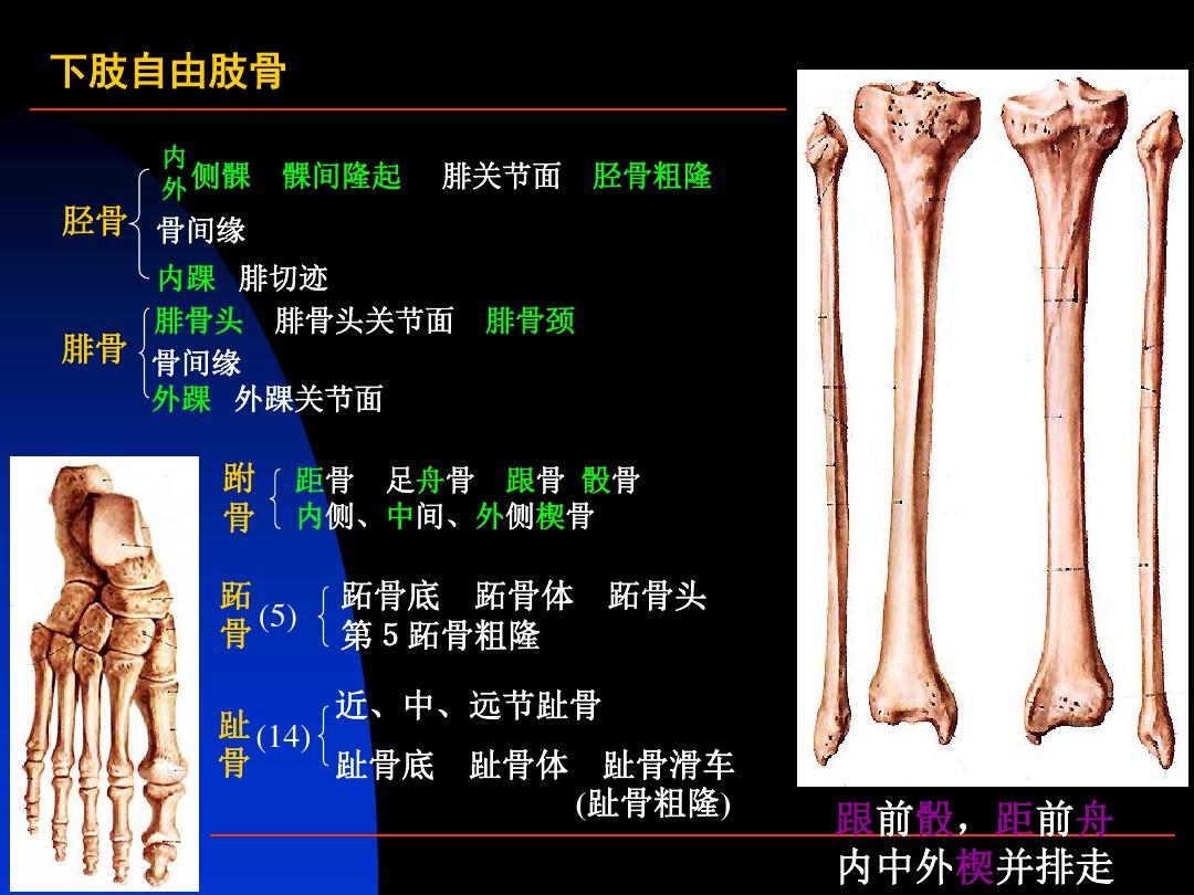 局部解剖学下肢ppt课件