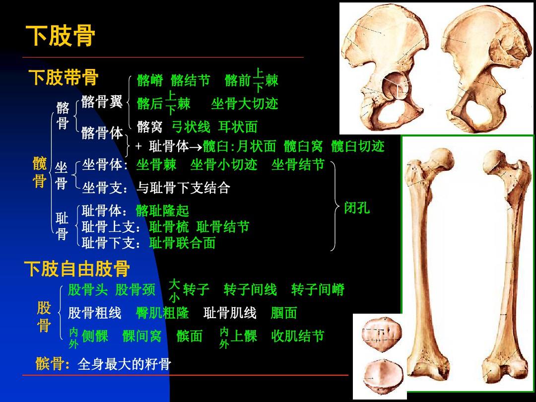 局部解剖学下肢ppt课件