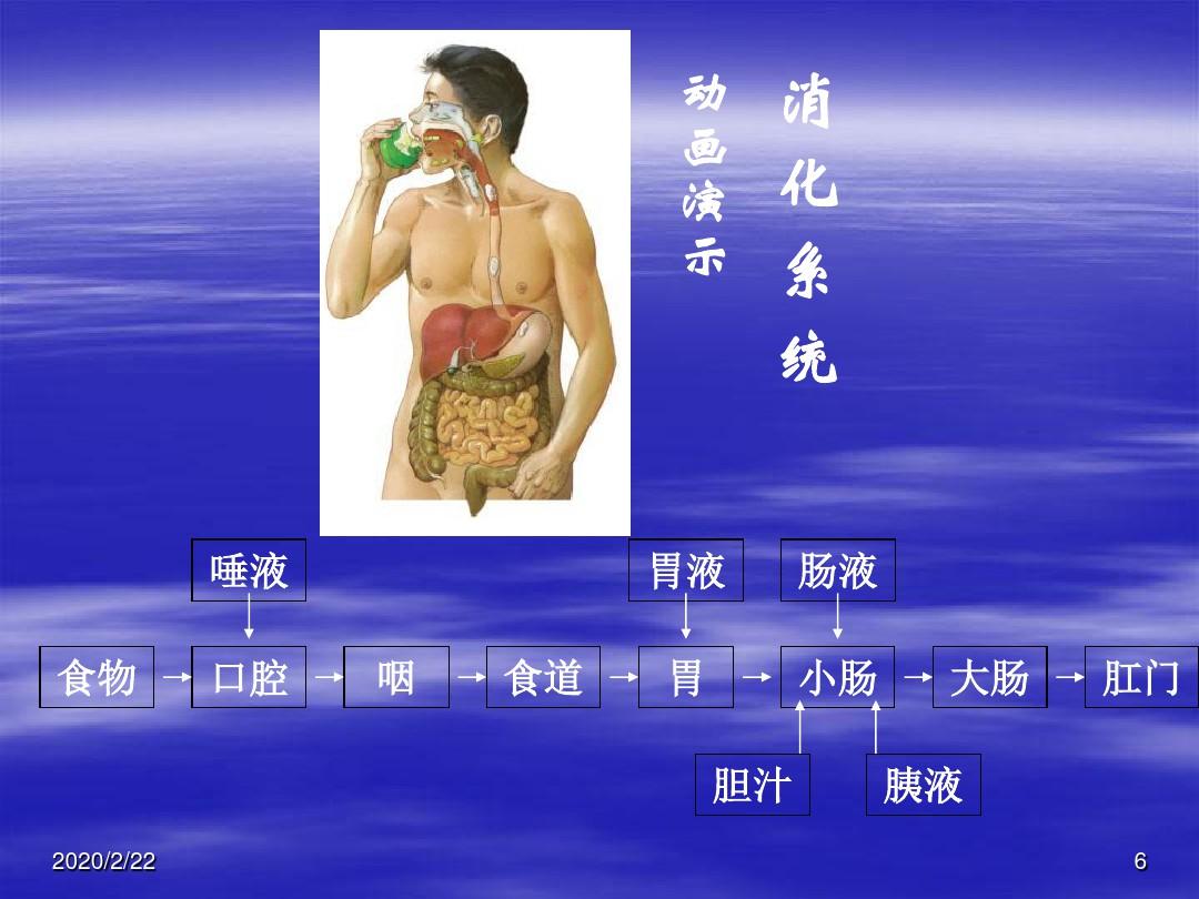 基础营养学ppt课件