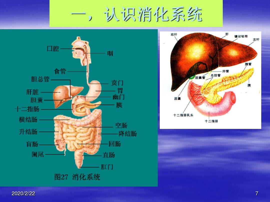 基础营养学ppt课件