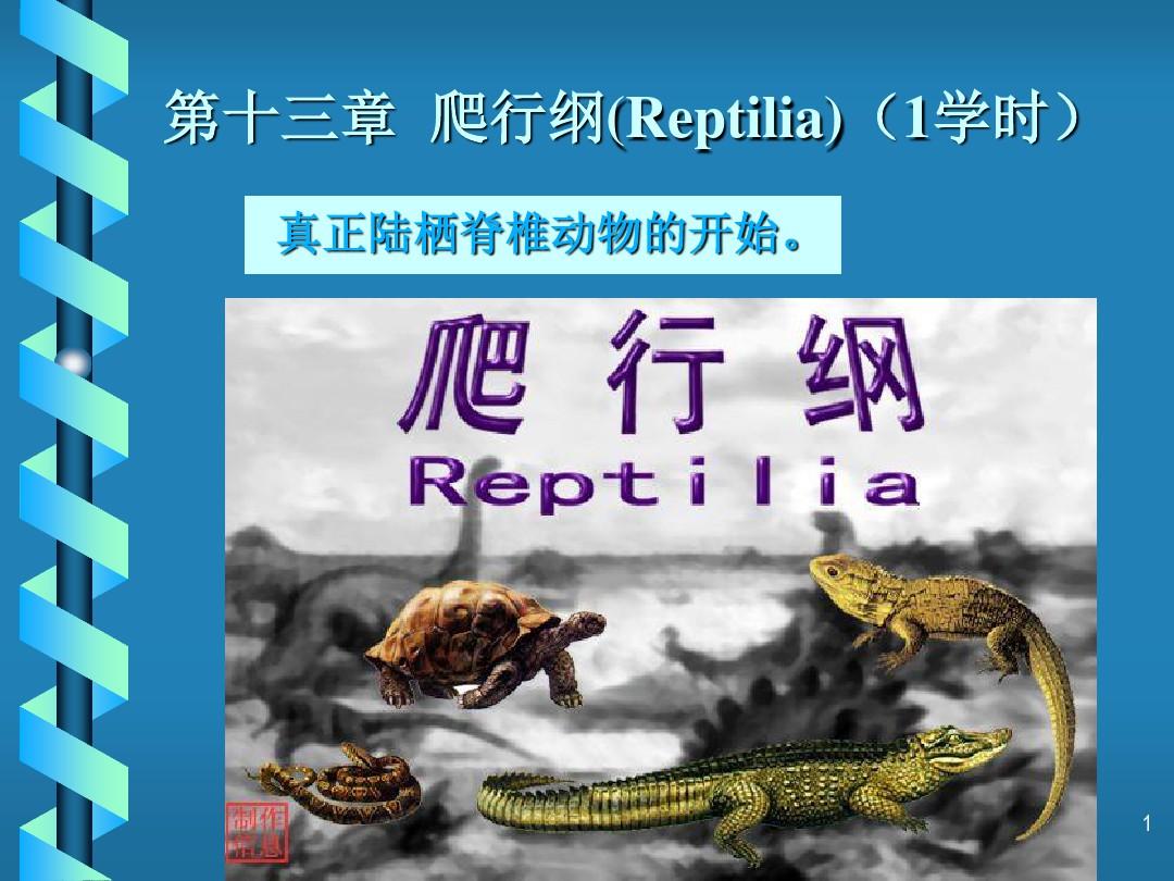 爬行纲Reptilia1学时