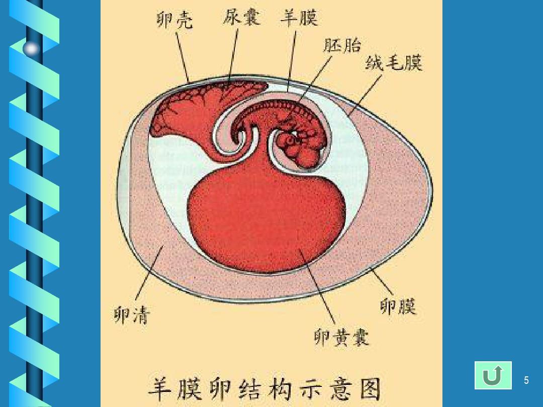 爬行纲Reptilia1学时