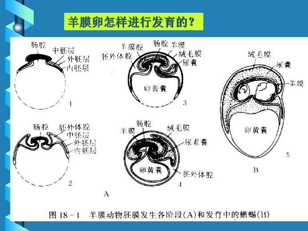 爬行纲Reptilia1学时