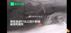 浙江一货车起火91头肥猪死亡