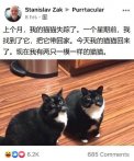 一模一样的猫猫