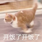 没有比它更气鼓鼓的猫了