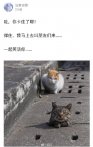 猫的社会性死亡不过如此