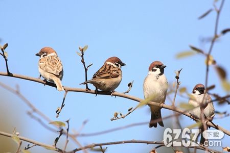 梦见麻雀是什么征兆 麻雀会带来丰收吗